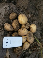 Картофель новый урожай 